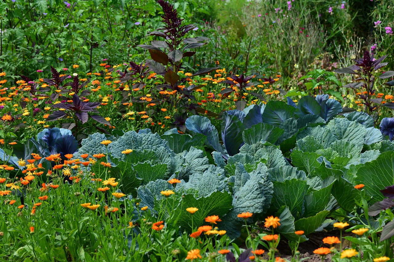 Beginnen met tuinieren: hoe kies je de juiste groenten en kruiden voor je tuin