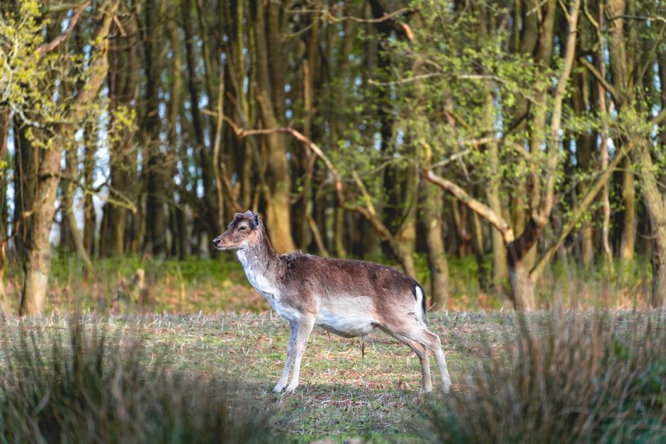 Zonnestralen verlichten reeën in herfstlandschap. Zonnestralen verlichten reeën in herfstlandschap.